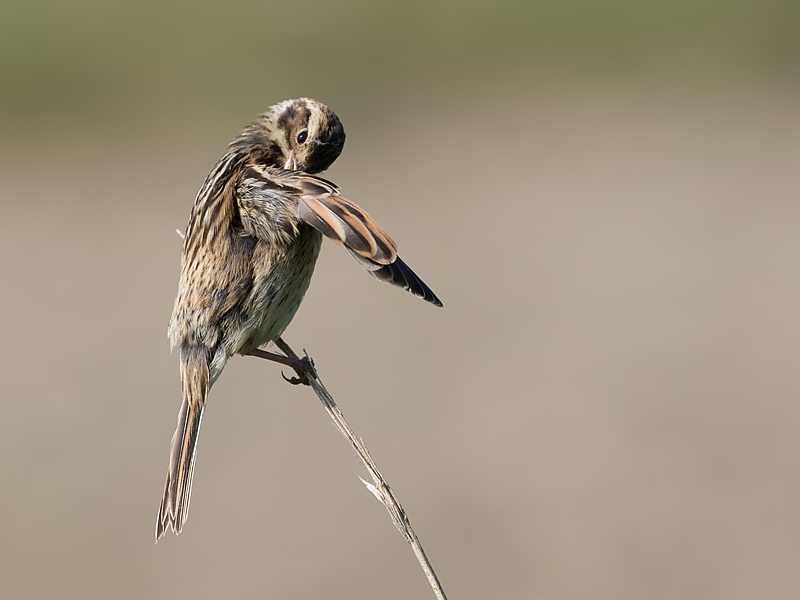 Emberiza schoeniclus Reed Bunting Rietgors